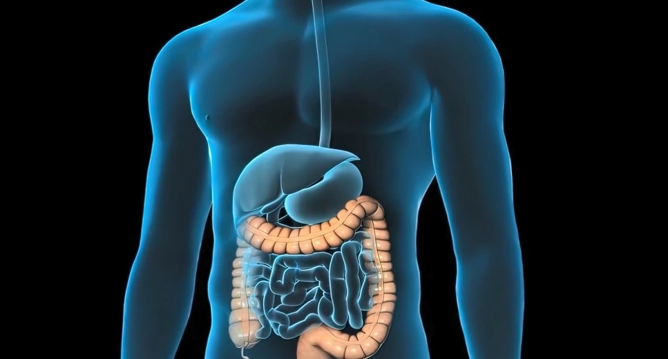 Sindirim Sağlığı